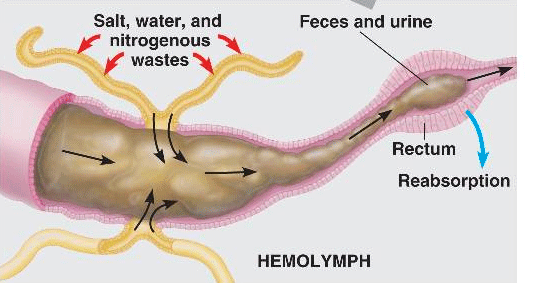 tubules